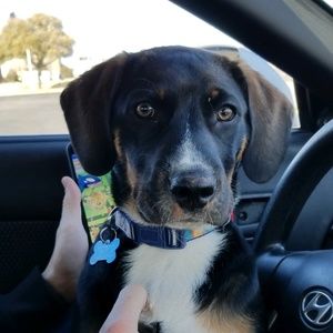 Meet your Posher, Shelby